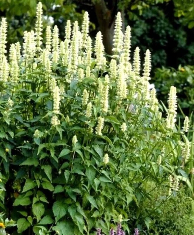 Fehér Mexikói izsópfű, Agastache mexicana, fűszernövény, fűszer